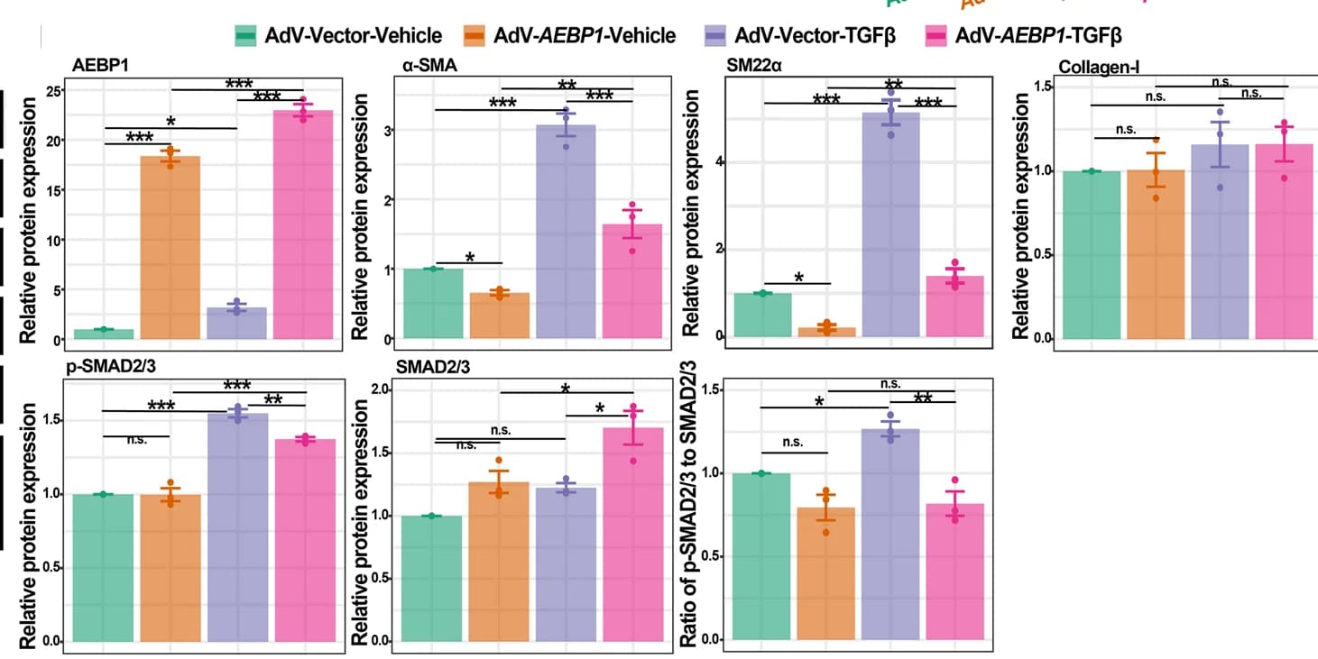 Open access visualization of Bar Plot, Error Bars, Clustered, Quantitative Analysis, Western Blot