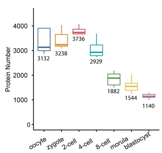 Open access visualization of Box Plot, Proteins, Oocytes, Blastomeres