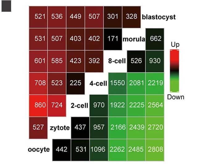 Open access visualization of Heatmap, DEPs, Fold Change, Stage Comparison