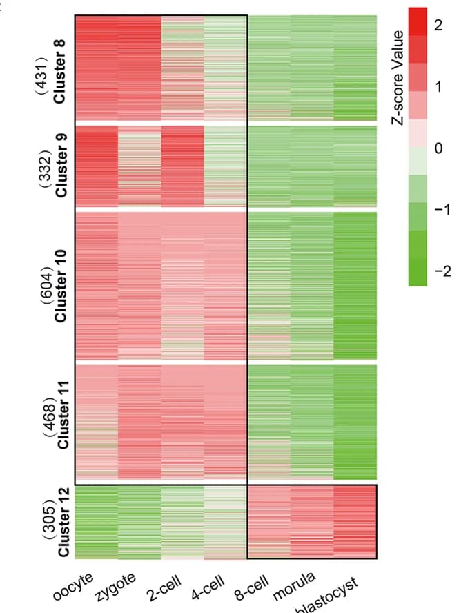 Open access visualization of Heatmap, Maternal-Translated Proteins, Zygotic-Translated Proteins