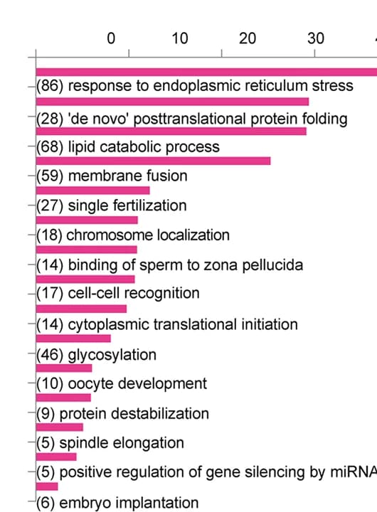 Open access visualization of Bar Plot, GO Analysis, Maternal-Translated Proteins