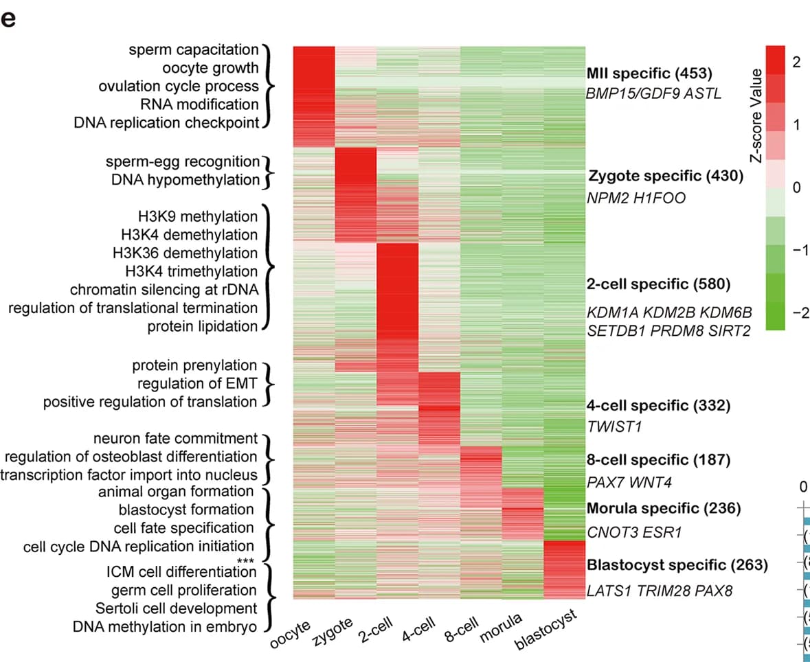 Open access visualization of Heatmap, GO Analysis, Zygotic-Translated Proteins