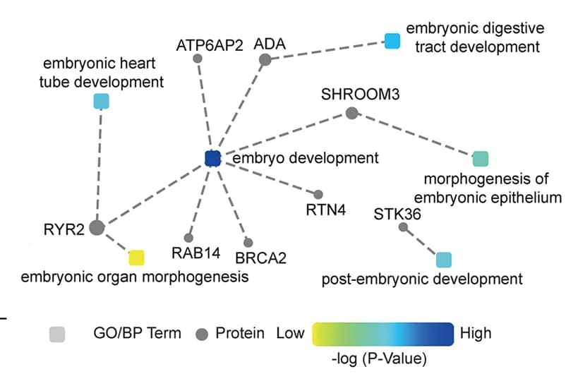 Open access visualization of Pathway, Network, Biological Processes, Embryo Development, Conserved Proteins
