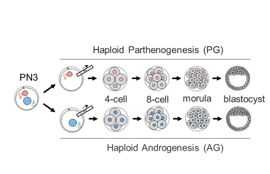 Open access visualization of Workflow, Illustration, Parthenogenetic Embryos, Androgenetic Embryos, RNA-seq