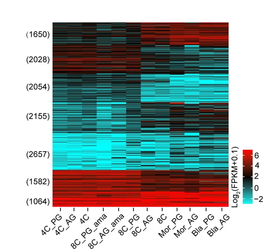 Open access visualization of Heatmap, Gene Expression, Haploid Embryos, Alpha-amanitin, Bi-parental Embryos