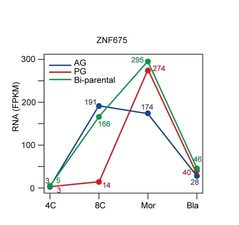 Open access visualization of Line Plot, ZNF675, Haploid Embryos, Bi-parental Embryos, Gene Expression