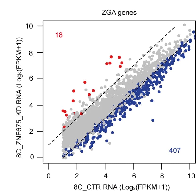 Open access visualization of Scatter Plot, ZGA Genes, ZNF675 KD, Gene Expression, DEGs