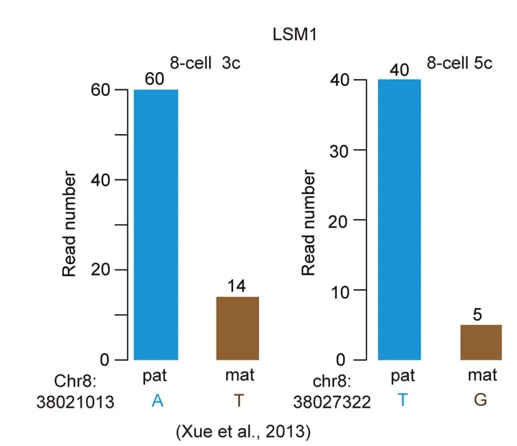 Open access visualization of Bar Plot, Read numbers, LSM1 transcripts, Paternal genome, Maternal genome