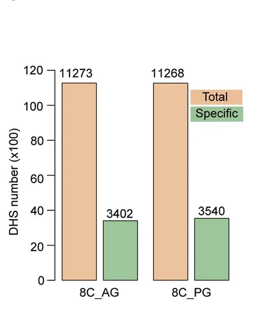 Open access visualization of Bar Plot, Clustered, DHSs, PG Embryos, AG Embryos