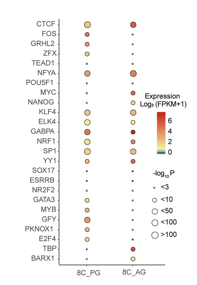 Open access visualization of Bubble Plot, Volcano Plot, Transcription Factor Binding, DHSs, 8-Cell Stage