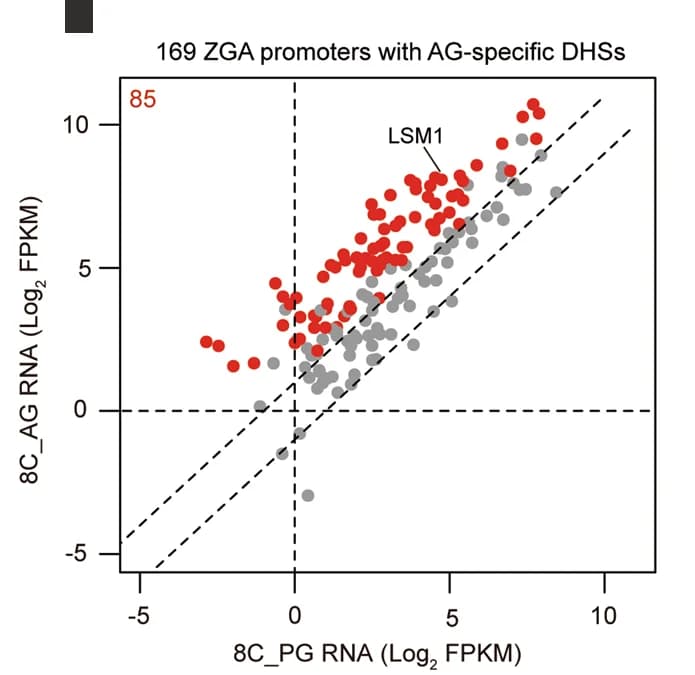 Open access visualization of Scatter Plot, RNA Expression, ZGA Genes, AG Embryos, DHSs