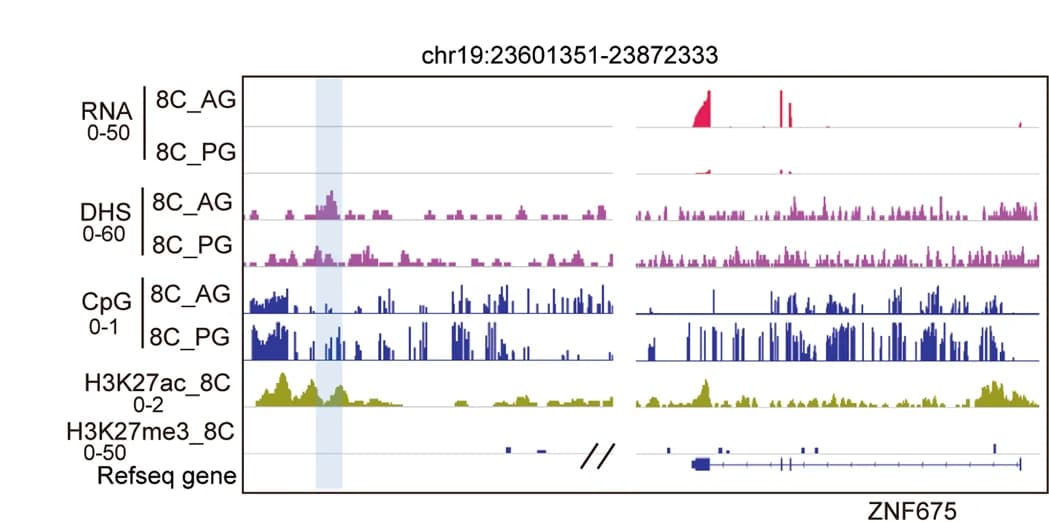 Open access visualization of Line Plot, Genome Browser, RNA Expression, Epigenetic States, ZNF675