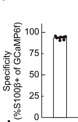 Open access visualization of Bar Plot, Scatter Plot, GCaMP expression, BF Astrocytes, Immunohistochemistry