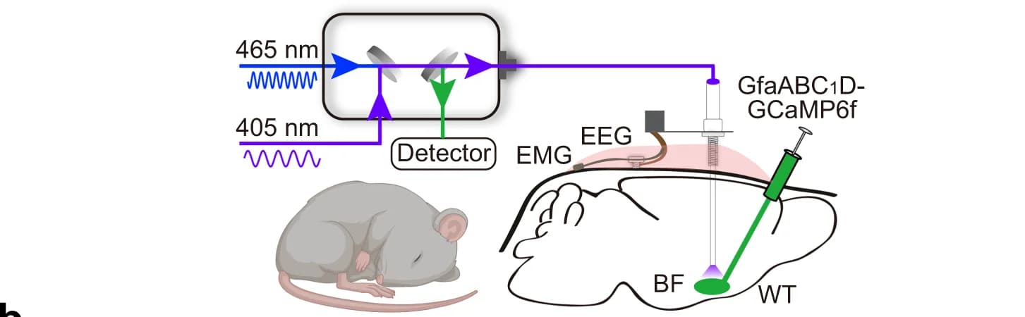 Open access visualization of Illustration, Workflow, Fiber photometry, Astrocyte, Calcium transients
