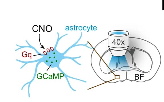 Open access visualization of Illustration, Calcium Imaging, Astrocytes, Brain Slices, hM3Dq