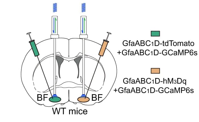 Open access visualization of Illustration, Chemogenetic Activation, BF Astrocytes, Live Mice, Fiber Photometry
