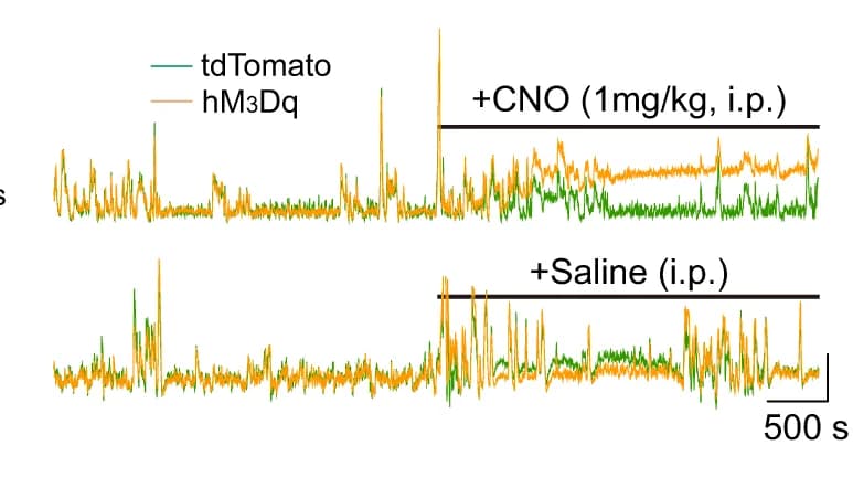 Open access visualization of Line Plot, Astrocyte, Calcium Signal, BF, tdTomato