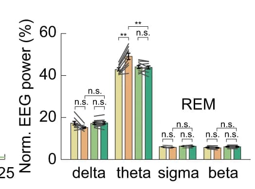 Open access visualization of Bar Plot, Error Bars, Clustered, hM3Dq, tdTomato