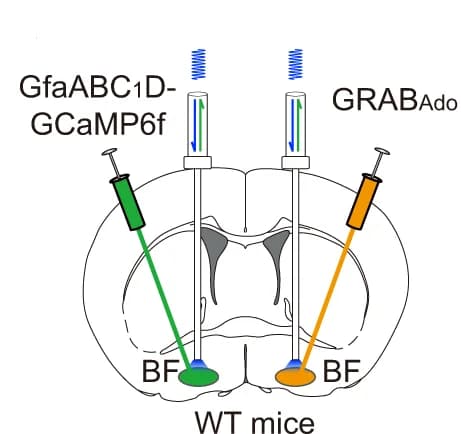 Open access visualization of Illustration, Fiber Photometry, Extracellular Adenosine, Calcium Signal, Astrocytes