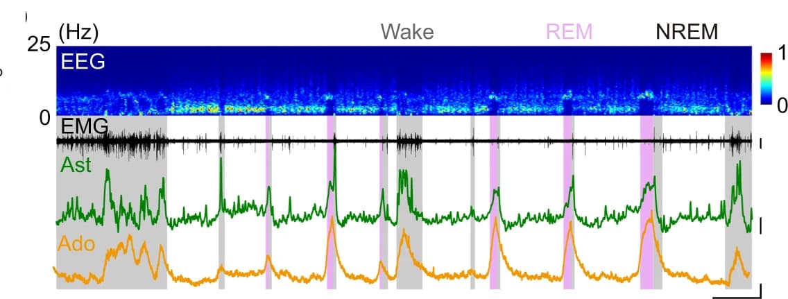 Open access visualization of Line Plot, Spectrogram, Time Course, GCaMP, GRAB Ado