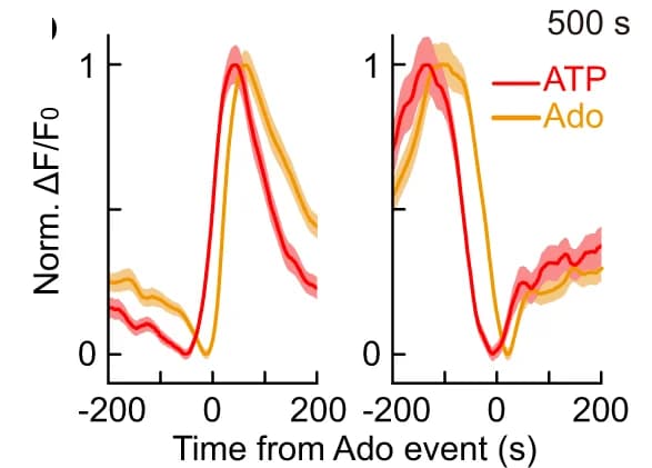 Open access visualization of Line Plot, Error Bars, Time Course, GRAB Ado, GRAB ATP