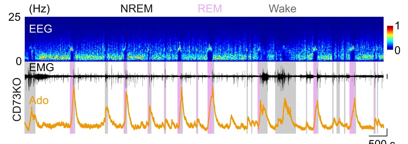 Open access visualization of Line Plot, Spectrogram, Adenosine, Sleep-wake cycle, CD73-KO mice
