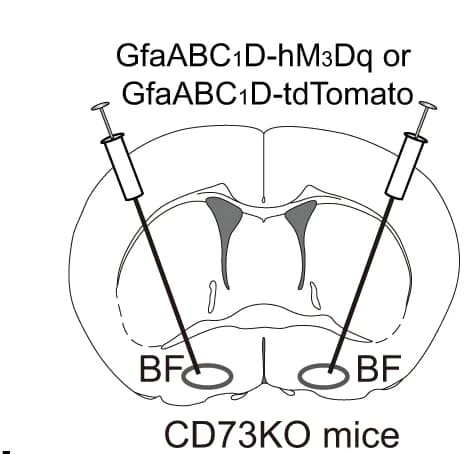 Open access visualization of Illustration, CD73-KO mice, hM 3 Dq group, tdTomato group, Two-way repeated measures ANOVA