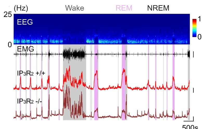 Open access visualization of Line Plot, Heatmap, EEG power spectrogram, EMG, GRAB ATP fluorescence