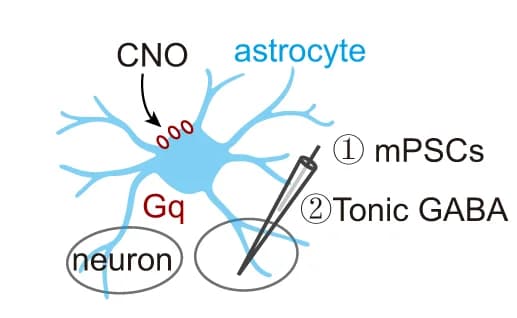 Open access visualization of Illustration, Patch-Clamp Recording, BF Neurons, Astrocytes, hM 3 Dq