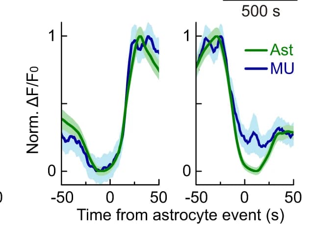 Open access visualization of Line Plot, Error Bars, Extracellular Ado, Neural Activity
