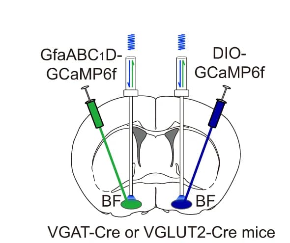 Open access visualization of Illustration, Workflow, Astrocytes, Calcium Signal, VGAT Neurons