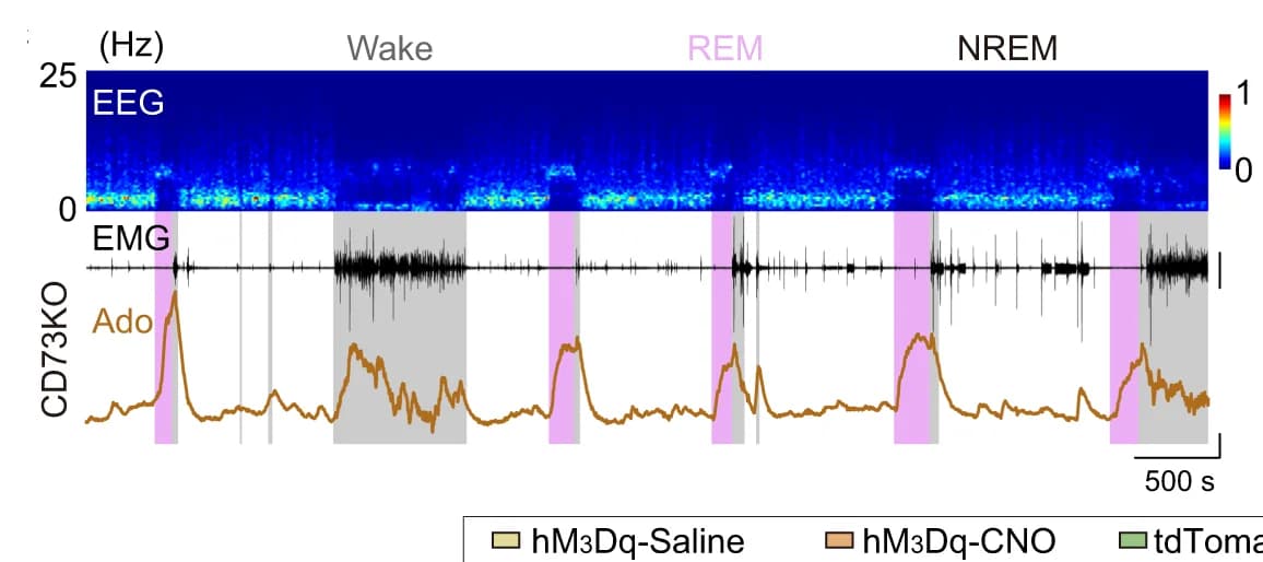 Open access visualization of Line Plot, Heatmap, Fiber Photometry, Extracellular Adenosine, LC/SLD