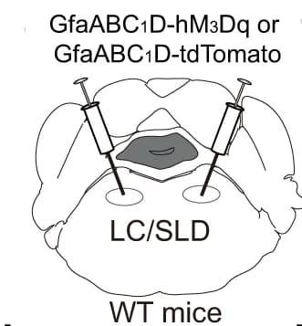 Open access visualization of Illustration, LC/SLD, hM 3 Dq Group, tdTomato Group, Two-Way Repeated Measures ANOVA