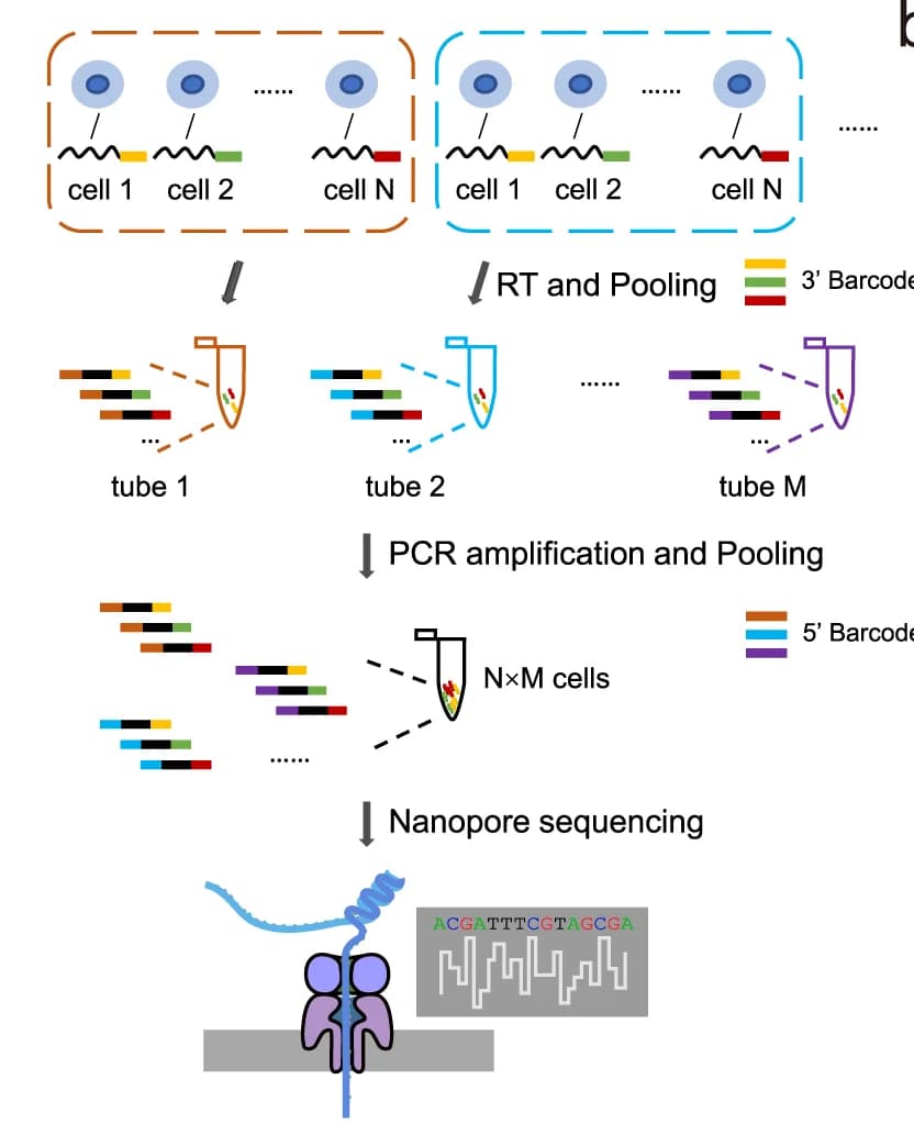 Open access visualization of Workflow, Illustration, SCAN-seq2, Library Construction, Single Cells