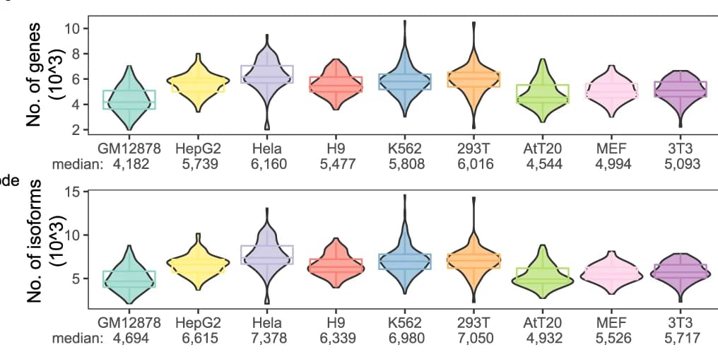 Open access visualization of Violin Plot, Box Plot, UMAP, Hela Cells, HepG2 Cells
