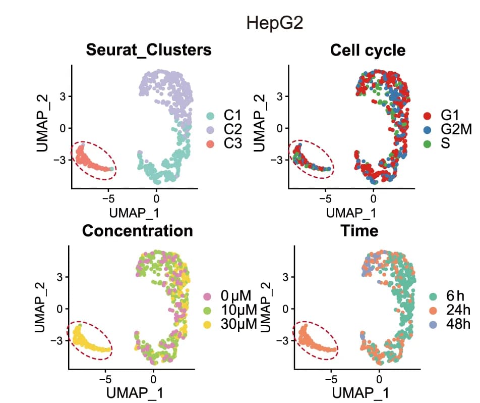Open access visualization of UMAP, Scatter Plot, Hela Cells, HepG2 Cells, IGG Treatment