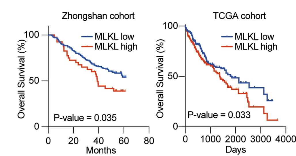 Open access visualization of Survival Curve, Line Step, Survival analysis, MLKL expression, Patients