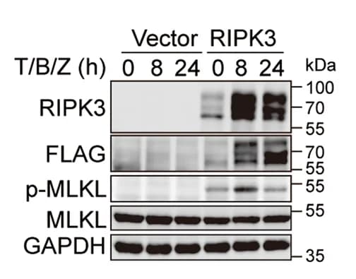 Open access visualization of Gel, RIPK3 reconstitution, Necroptotic signaling, Murine HCC Cells, Hepa 1-6 cells