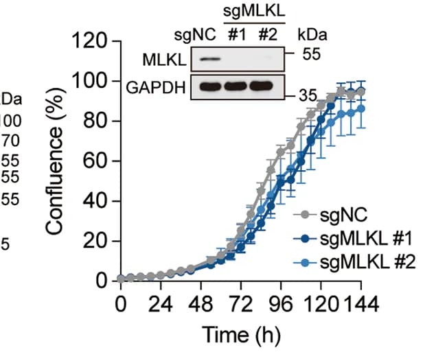 Open access visualization of Line Plot, Error Bars, Gel, Growth curves, MLKL-KO