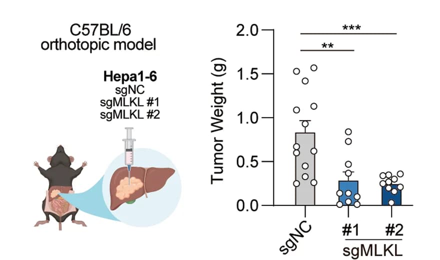 Open access visualization of Bar Plot, Error Bars, Orthotopic tumor growth, MLKL-KO, Control HCC cells
