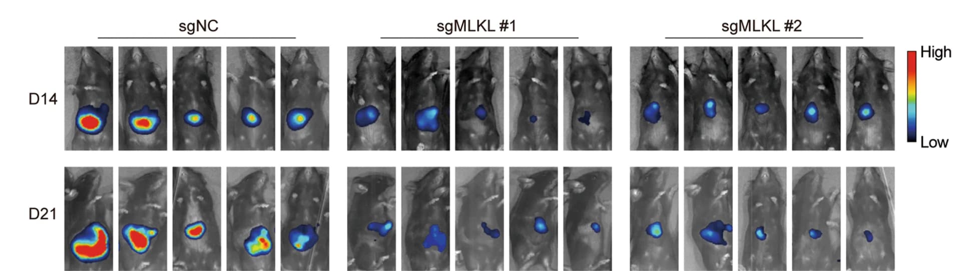 Open access visualization of Photo, Luminescent images, Statistical analysis, Student’s t-test
