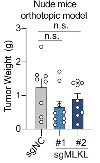 Open access visualization of Bar Plot, Error Bars, Scatter Plot, Tumor Weight, MLKL-KO