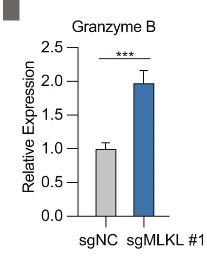 Open access visualization of Bar Plot, Error Bars, Granzyme B, TNFα, Tumor-Infiltrating Immune Cells