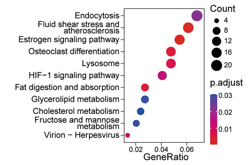 Open access visualization of Bubble Plot, Volcano Plot, KEGG pathway enrichment analysis, Transcriptome data, MLKL-KO Hepa 1-6-luc cells