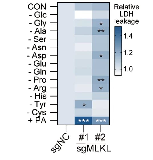 Open access visualization of Heatmap, Cell death, Metabolic stress, HCC cells, MLKL-KO Hepa 1-6 cells