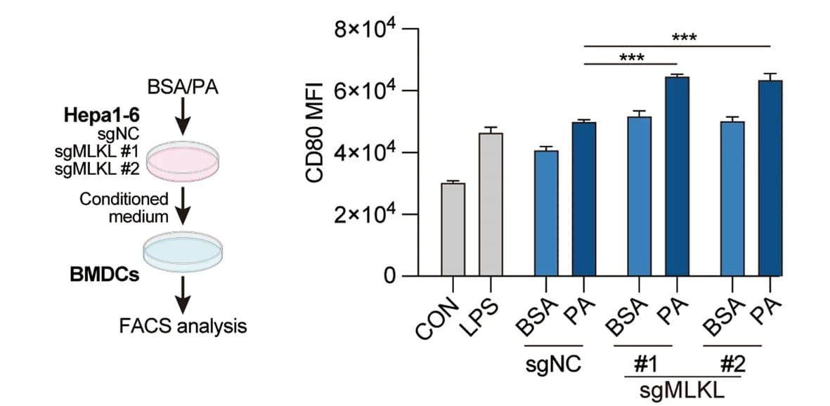 Open access visualization of Bar Plot, Error Bars, Dendritic cell activation, MLKL-KO Hepa 1-6 cells, Control cells