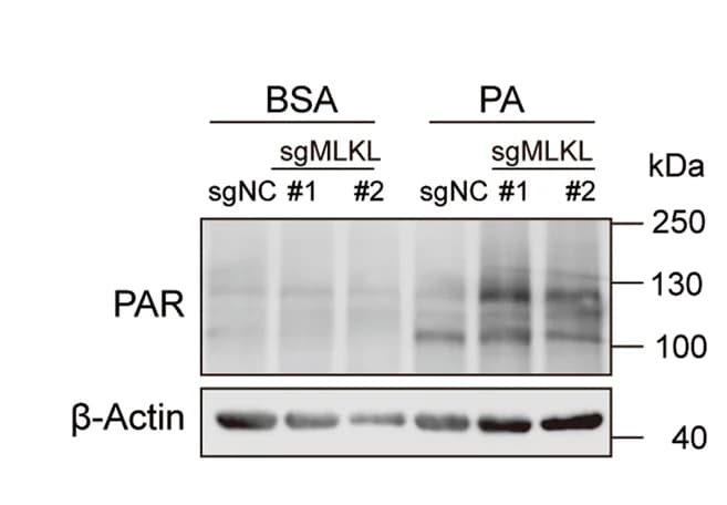 Open access visualization of Gel, Immunoblotting analysis, PAR polymer accumulation, MLKL-KO Hepa 1-6 cells, Control Hepa 1-6 cells