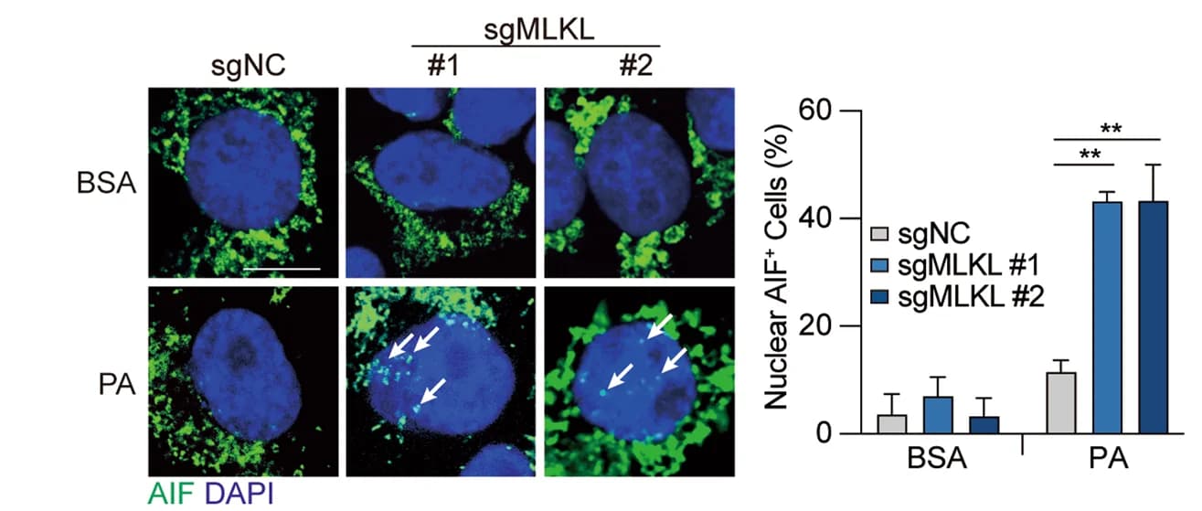 Open access visualization of Bar Plot, Microscopy, Error Bars, AIF staining, Immunofluorescence