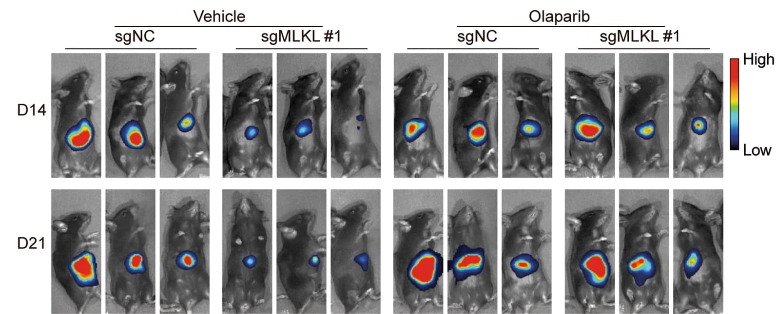 Open access visualization of Microscopy, Orthotopic tumor growth, MLKL-KO HCC cells, Control HCC cells, Murine HCC cells