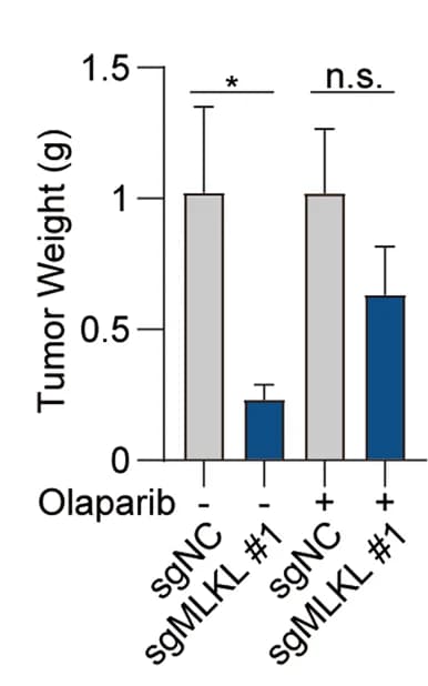 Open access visualization of Bar Plot, Error Bars, Tumor weight, Orthotopic tumor growth, MLKL-KO HCC cells